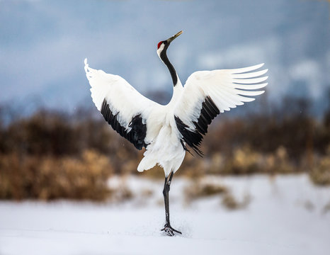 Japanese crane performs mating dance in the snow. Jumps high. Japan. Hokkaido. Tsurui.