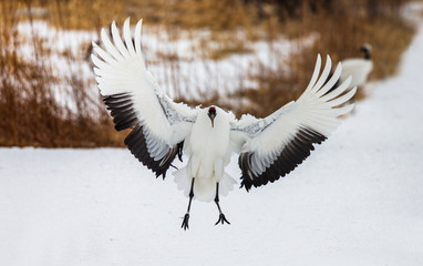 Japanese Crane is lending on the snow. Japan. Hokkaido. Tsurui.  