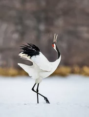 Fotobehang Kraanvogels Japanese crane performs its mating dance alone. Japan. Hokkaido. Tsurui.  © gudkovandrey