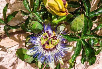 Beautiful exotic passiflora flower close-up. Blooming pasiflora, green stems and leaves on background of light concrete wall. Medical herbs and alternative treatment concept. Botanical flower backdrop