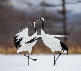 Two Japanese Cranes are dancing on the snow. Japan. Hokkaido. Tsurui.  