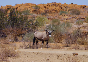 Oryxantilopen im Naturreservat im Augrabies Falls National Park Südafrika