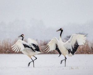 Two Japanese Cranes are dancing on the snow. Japan. Hokkaido. Tsurui. 