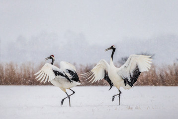 Two Japanese Cranes are dancing on the snow. Japan. Hokkaido. Tsurui.  