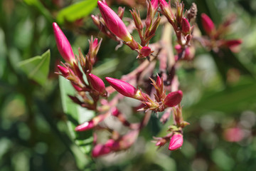 pink flower buds on an oleander bush in spring