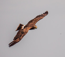 Snail Kite