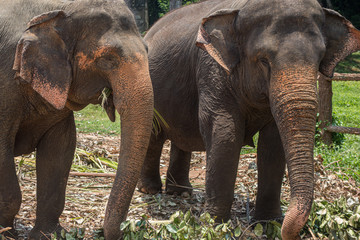 Two old elephants in Sri Lanka eating leaves