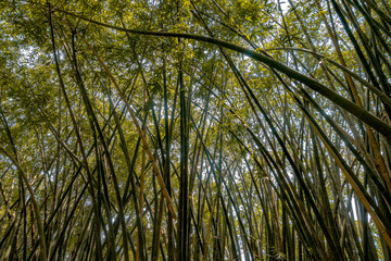 Rays of sunlight casting shadows in thick foliage of tall bamboo trees