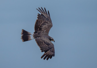 Snail Kite