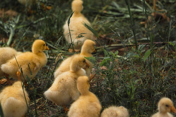 Lots of little yellow ducklings in the grass