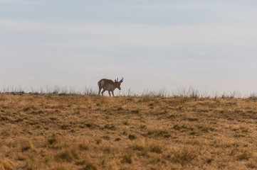 Pronghorn Antelope Buck in the Utah Desert