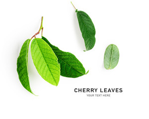 Cherry tree green leaves