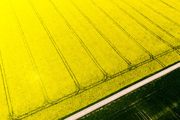 Aerial view, agriculture with cereal fields and rapeseed cultivation, Gabstein,  Rheinland-Pfalz, Germany