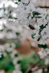 Blooming apple tree in the garden, 
white flowers on a green background