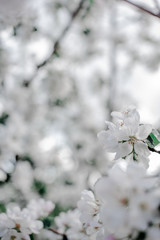 Blooming apple tree in the garden, 
white flowers on a green background