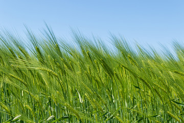 Barley field in spring under blue sky