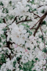 Blooming apple tree in the garden, 
white flowers on a green background