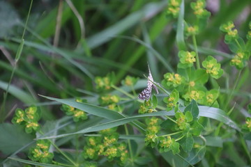 Papillon Géomètre à barreaux