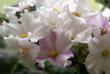 Room violet close-up. White and pink flowers.