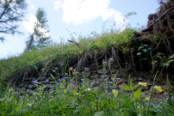 Fiori di montagna lungo un muretto a secco