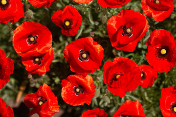 Red poppies grow in the spring field on a green close-up, background