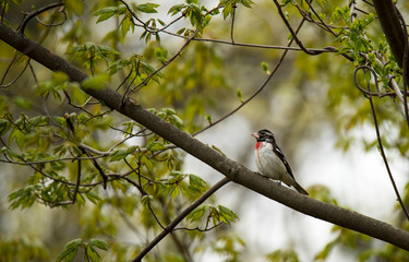 Rose-breasted grosbeak sitting on a green branch. Young male bird.