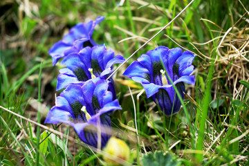 Genziane in un prato di montagna