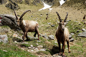 Stambecchi in alta montagna