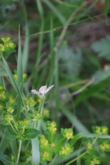 Papillon Géomètre à barreaux