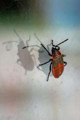 Pyrrocoridae, red insects. Close up, macro.