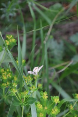Papillon Géomètre à barreaux