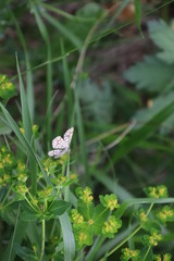 Papillon Géomètre à barreaux