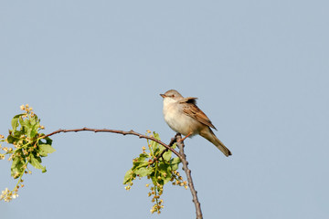 Common whitethroat sylvia communis male sitting on top of tree in spring. Cute little brown songbird in wildlife.