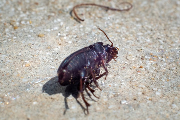 Dead cockroach. First floor. Macro.