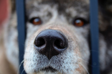 A black nose of a gray dog ​​shifting its head through the bars of the fence.