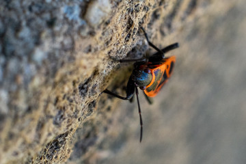 Pyrrocoridae, red insects. Close up, macro.