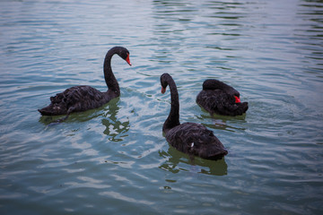 Fototapeta premium black swans swim in the lake