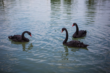 black swans swim in the lake