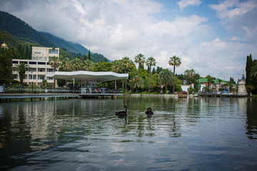 black swans swim in the lake