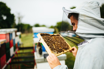 Detail inspecting of beehive frame with bees and honey on it