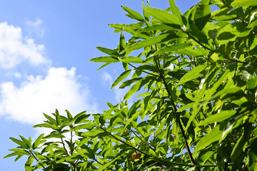 日に当たった葉と空
