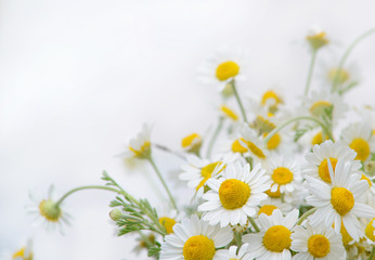 Obraz premium Beautiful bouquet of chamomile, background.