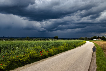 Naklejka premium road in the field