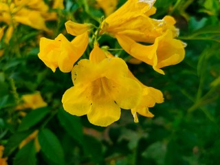 yellow flowers