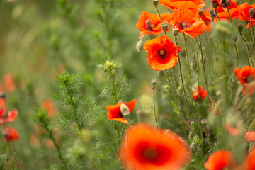 Red poppies grow in the spring field on a green close-up, background