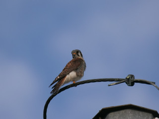 American Kestrel