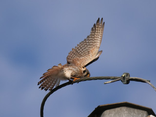 American Kestrel