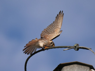 American Kestrel