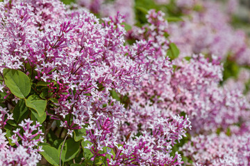 Fototapeta na wymiar Lilac flowers spring blooming scene.