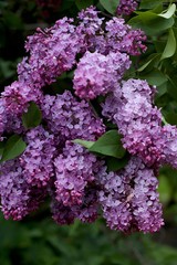 Lilas summer flower power force of nature